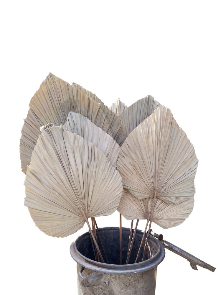 Palmboom bladeren ca 50-60 cm gekript en gedroogd